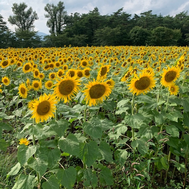 短い夏の思い出