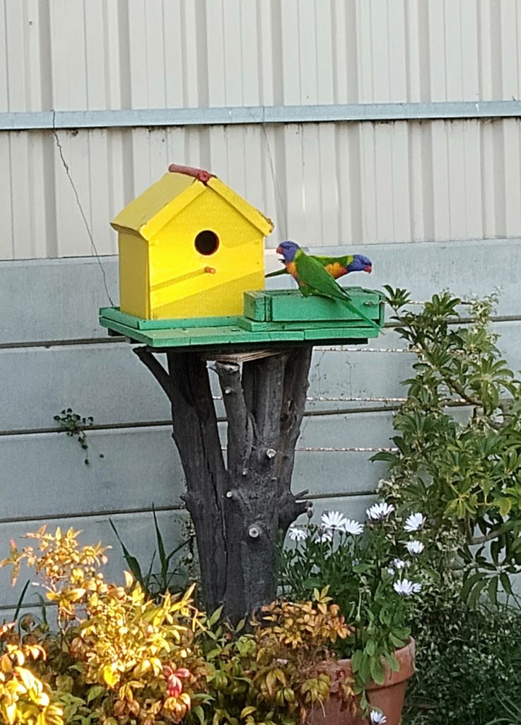 庭にくる鳥レインボーロリキート(Rainbow Lorikeets)