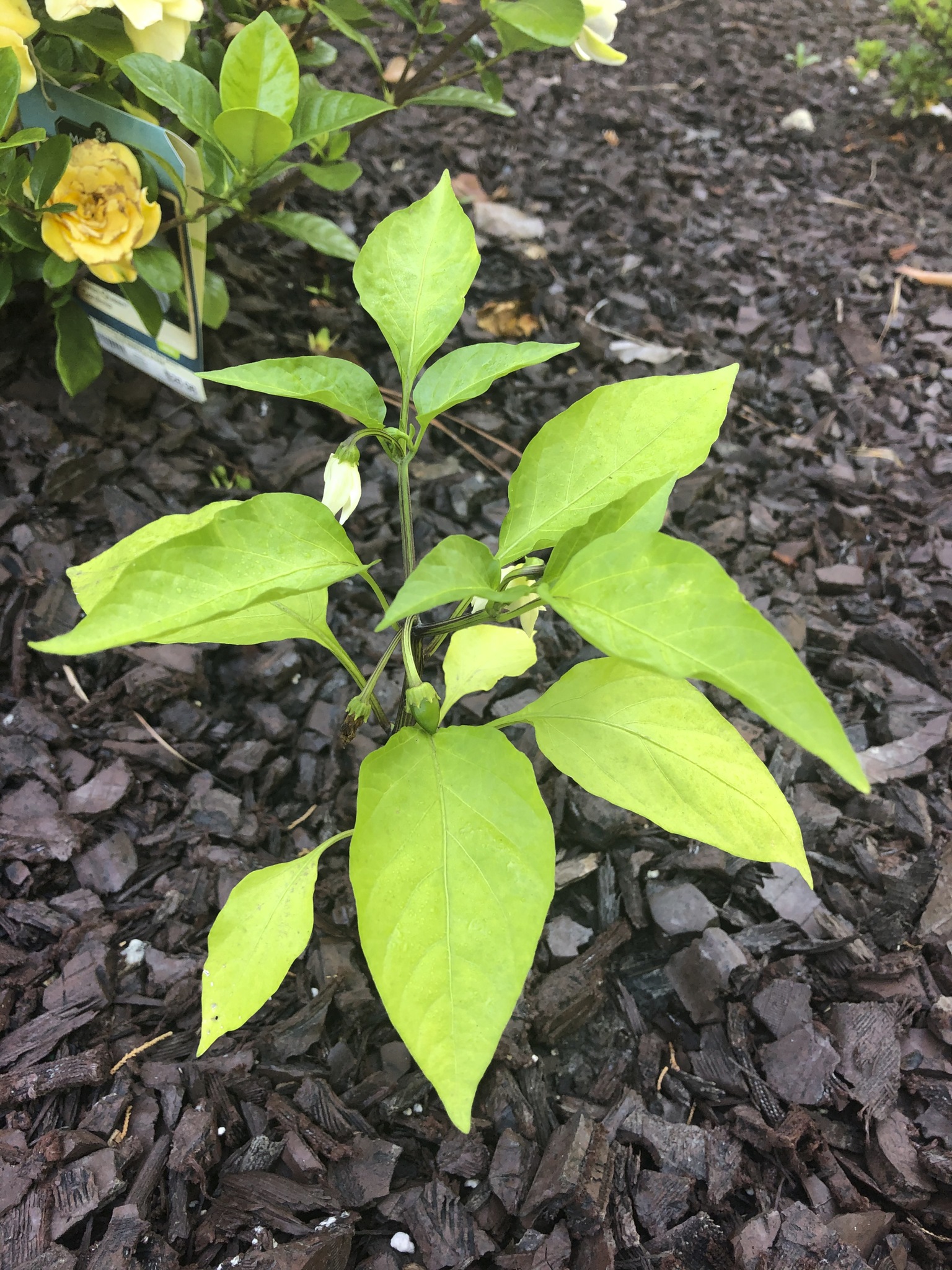 海外在住でも安心して働けるMamasan&Companyのススメ★