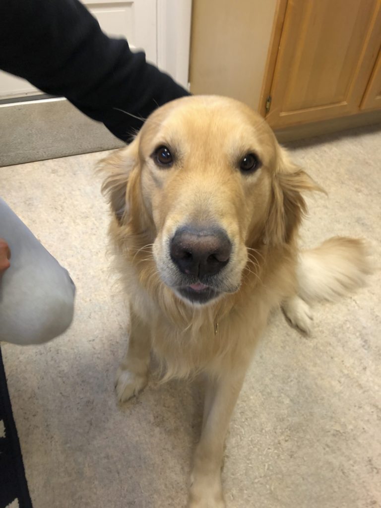 ゴールデンレトリバー