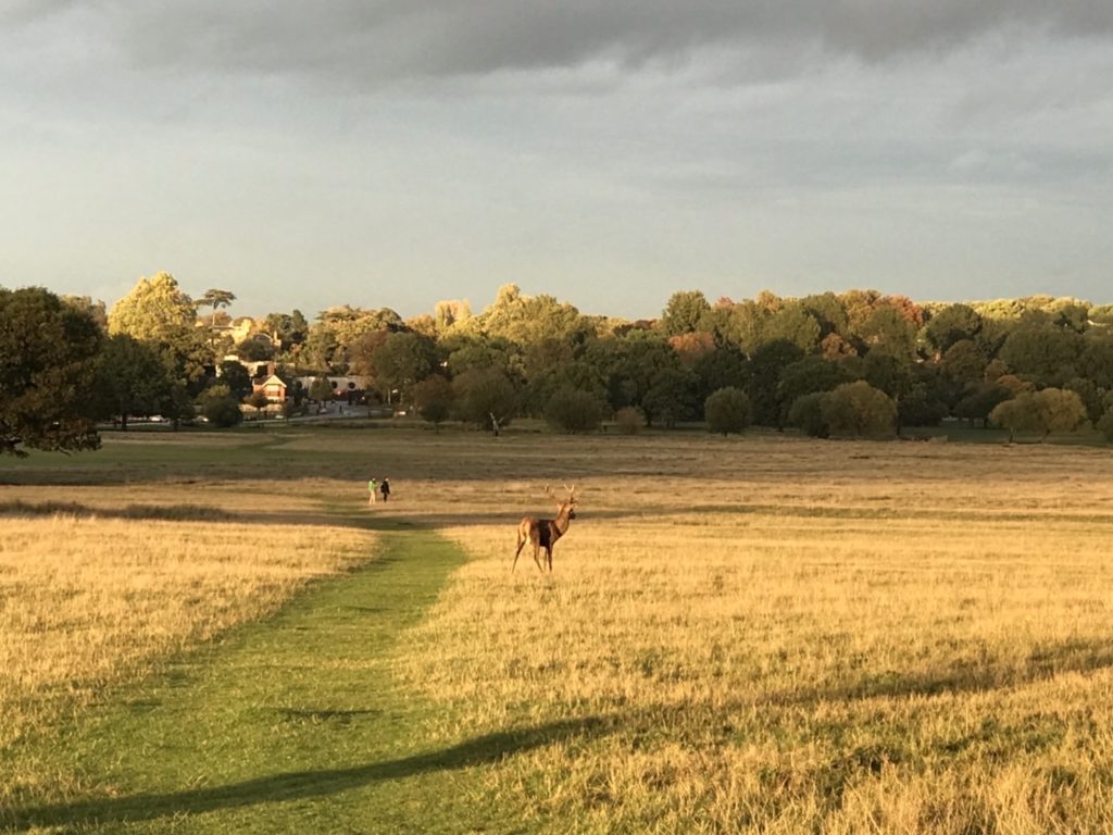 秋のナショナルパーク(国立公園)の夕暮れ