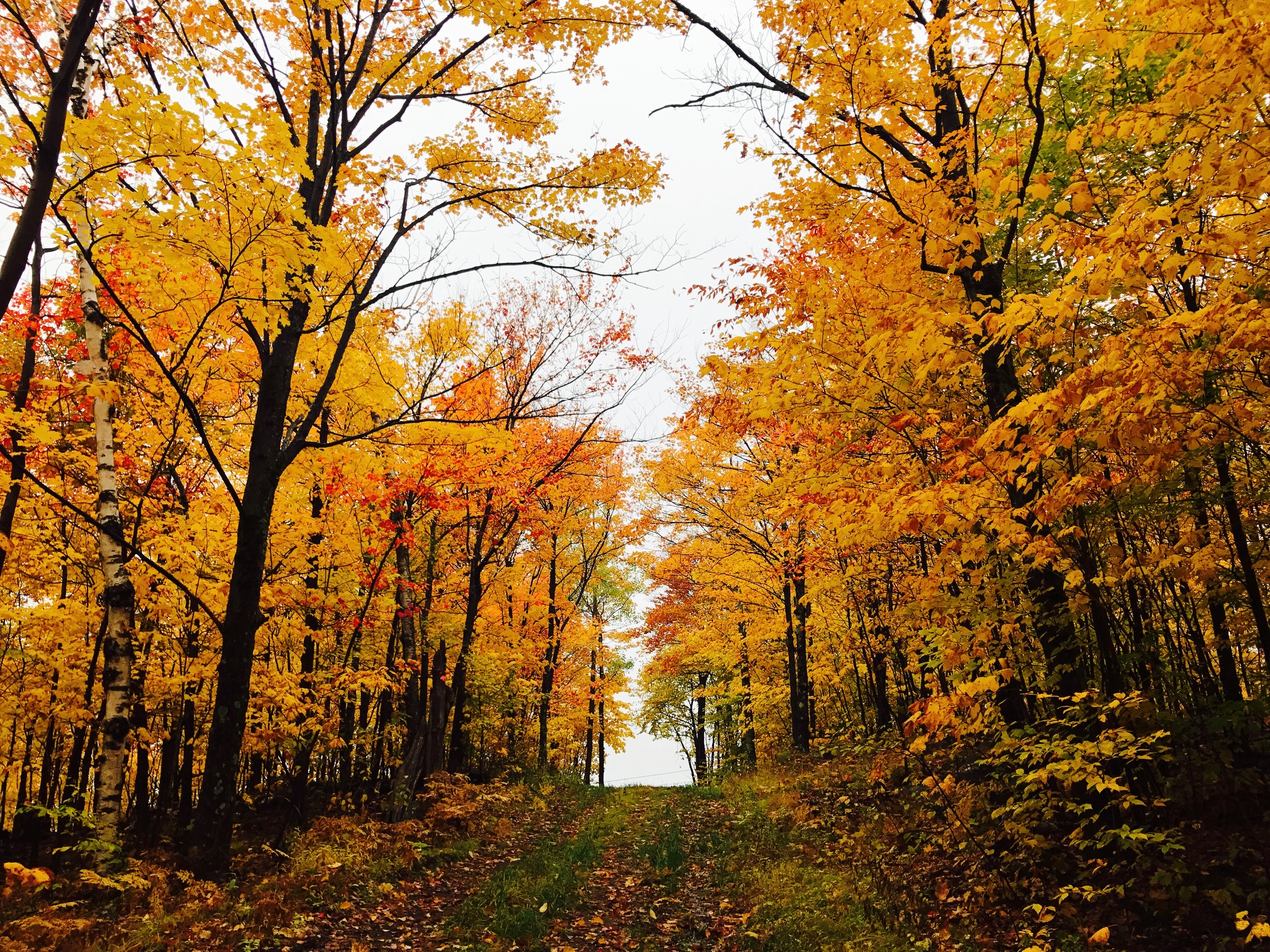 カナダの秋といえば…