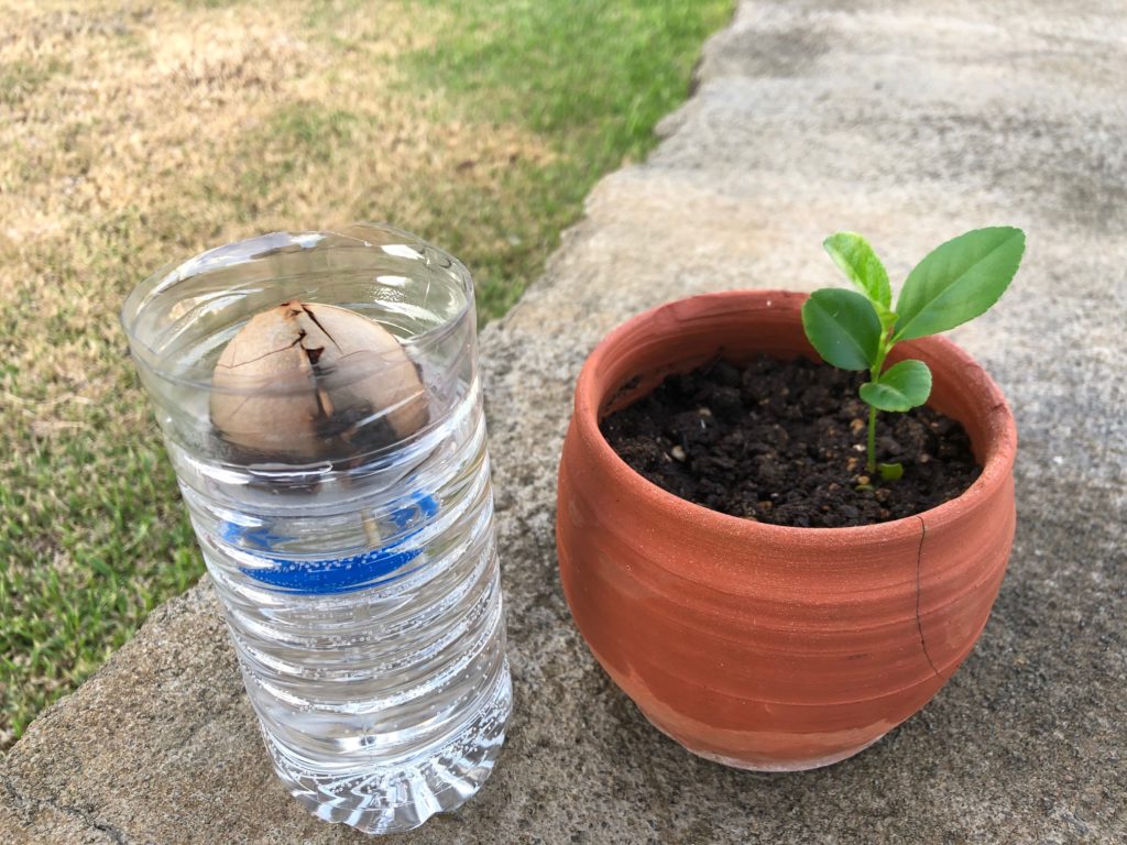 レモンとアボカド