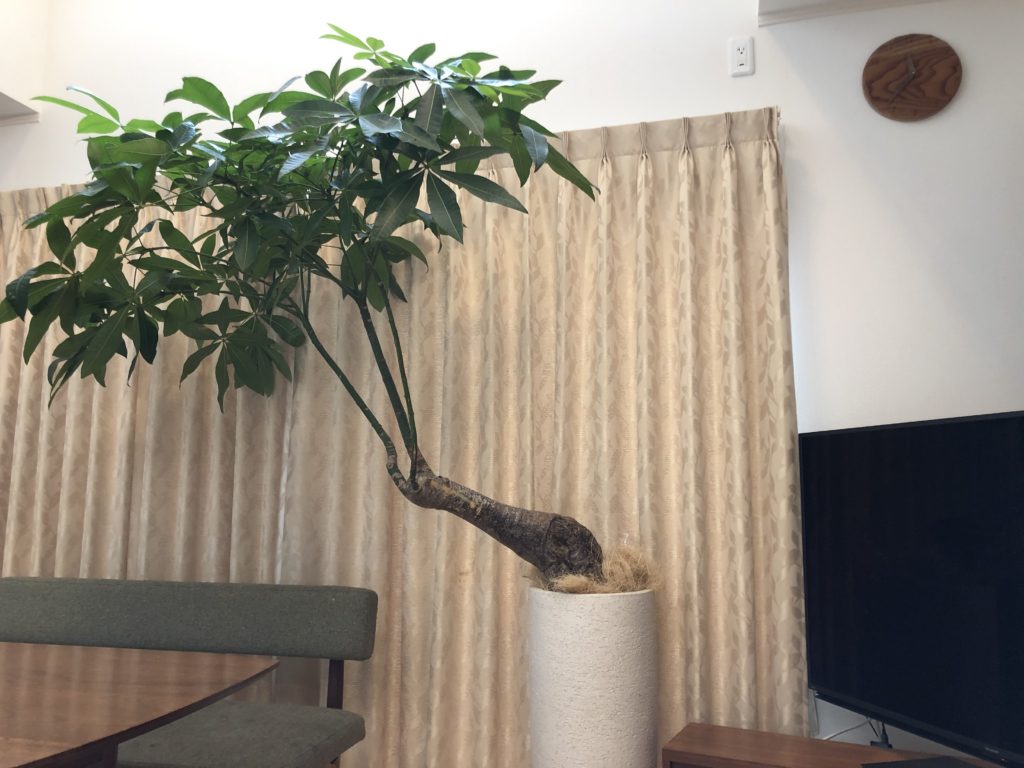 成長したパキア