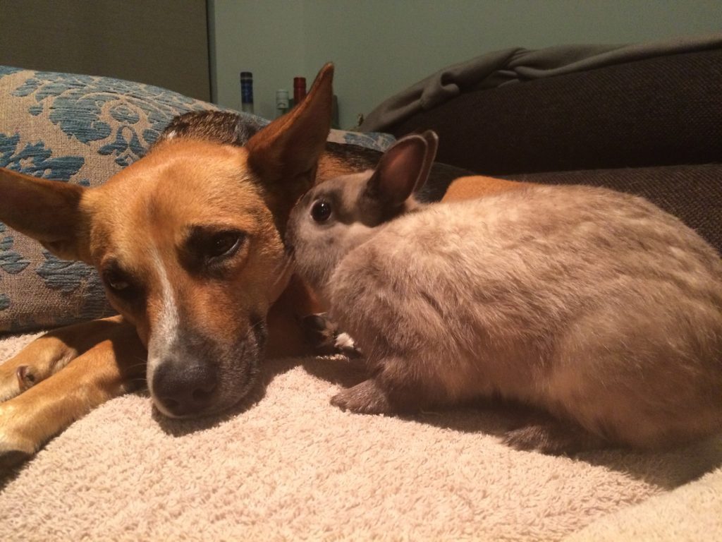犬とウサギ