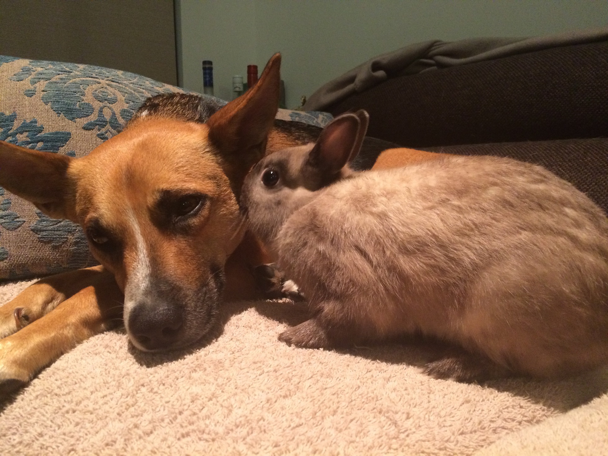 オーストラリアで突然のペットの病気