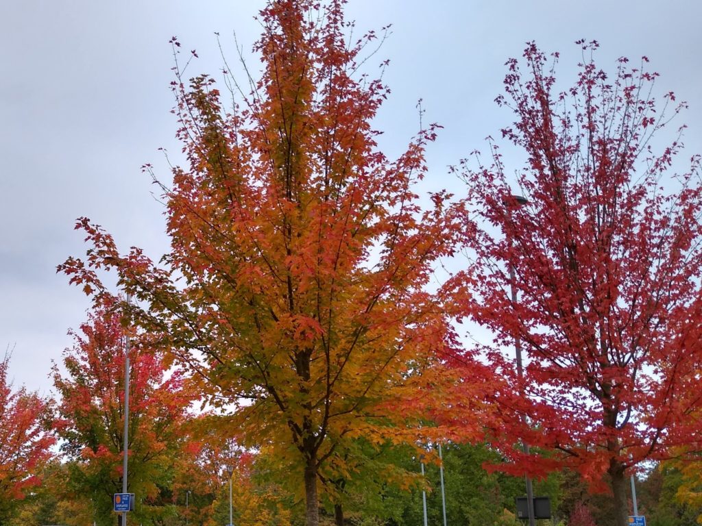 ロンドンの紅葉