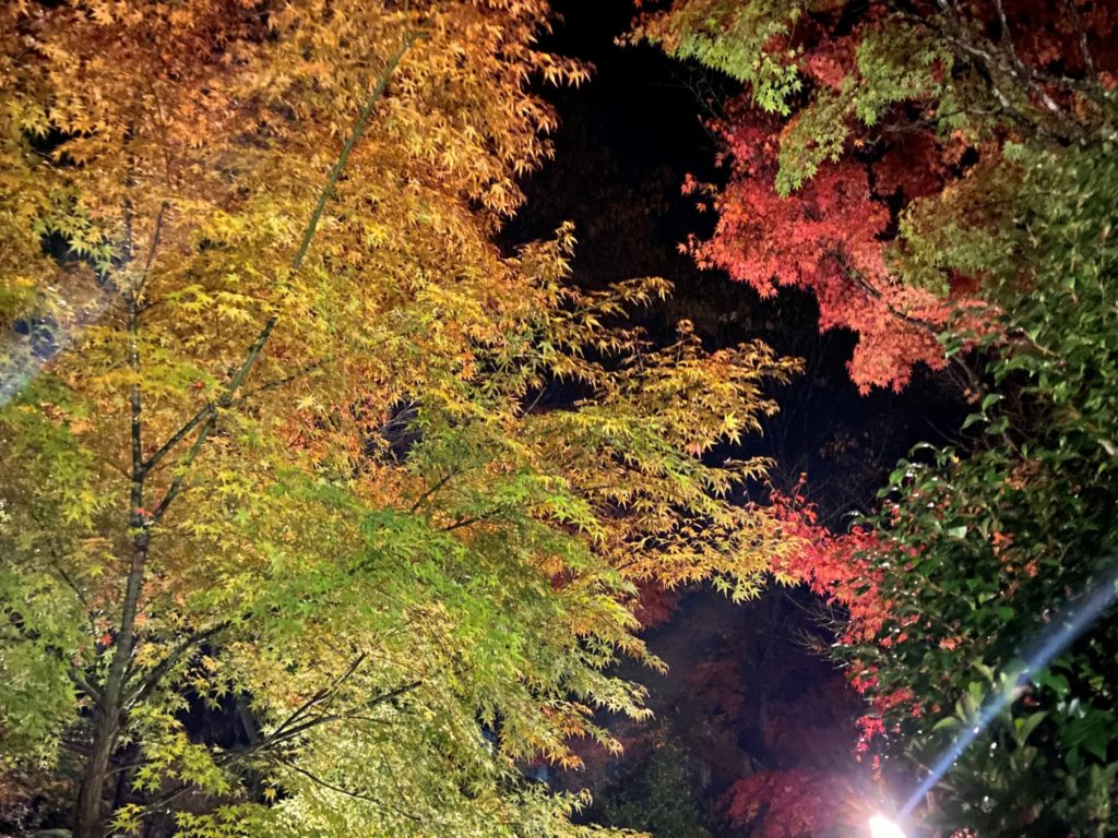 夜の紅葉