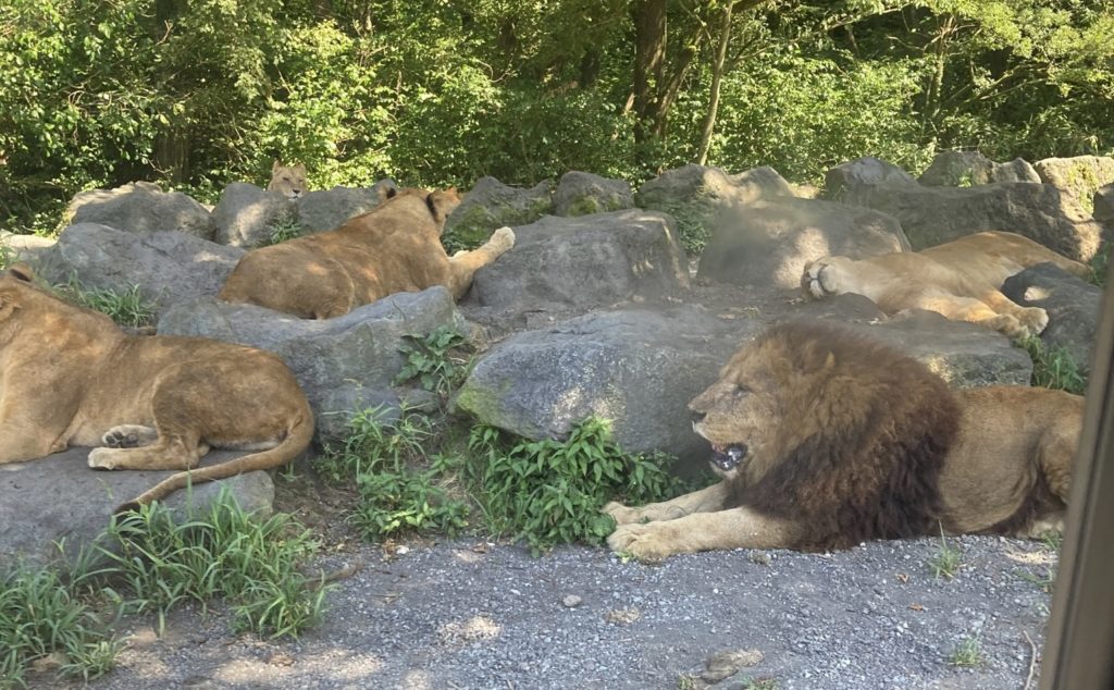 サファリパークのライオン