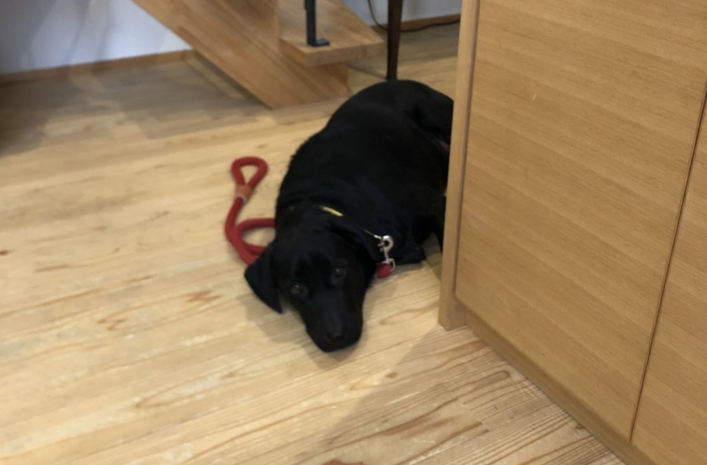 静かに「ふせ」をしています。