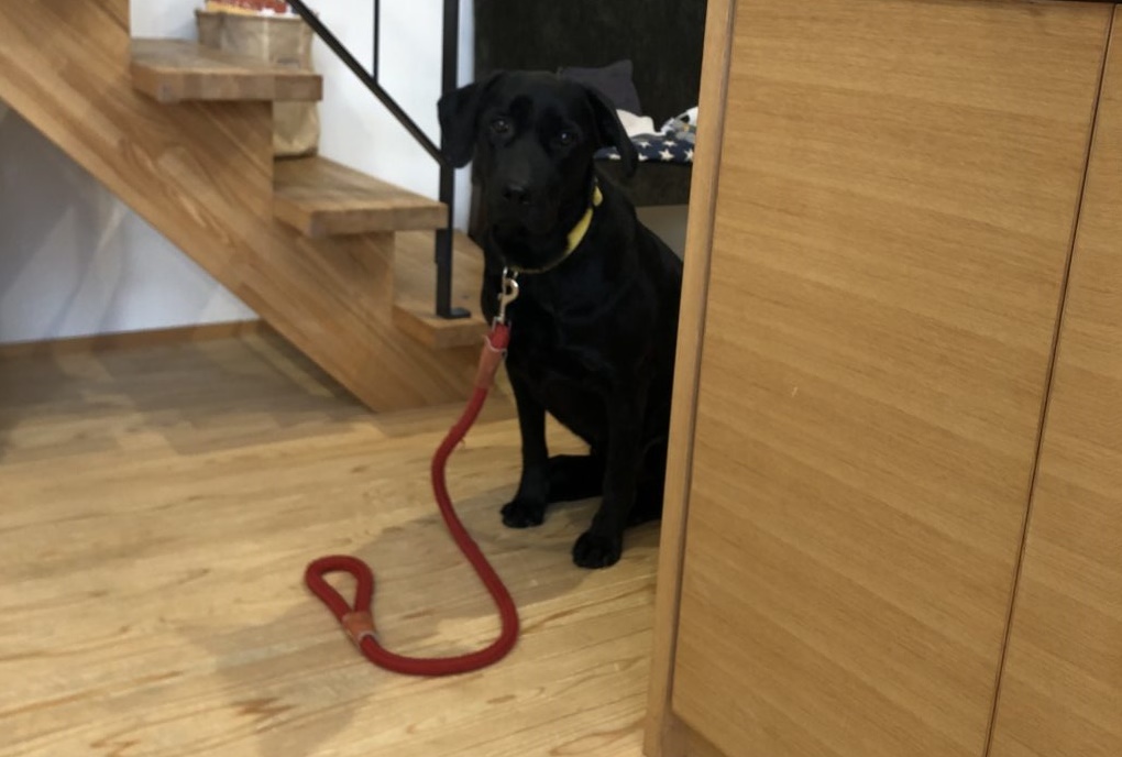 寒い冬も怖くない！犬と在宅ワークのHappyな関係