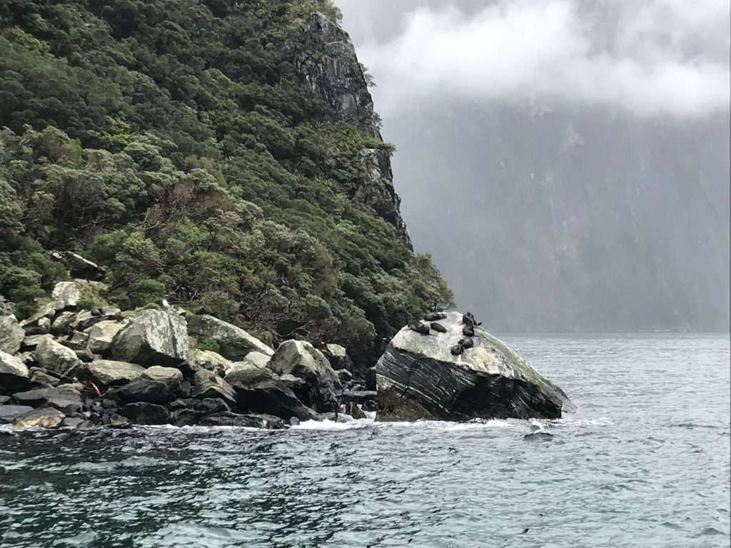 アザラシが岩の上でお休み中