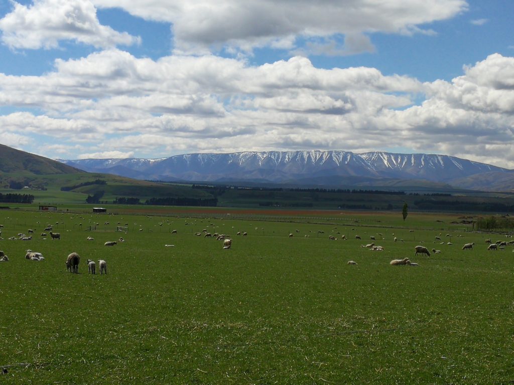 ニュージーランドの牧場