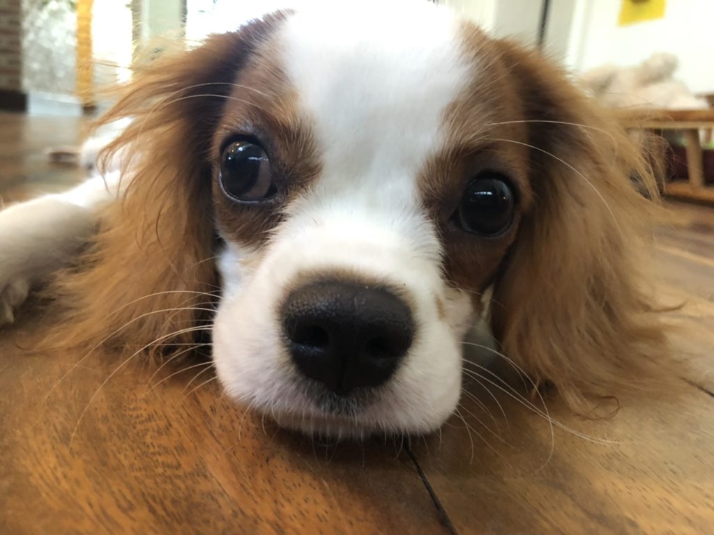 スーパーマルチリンガル犬