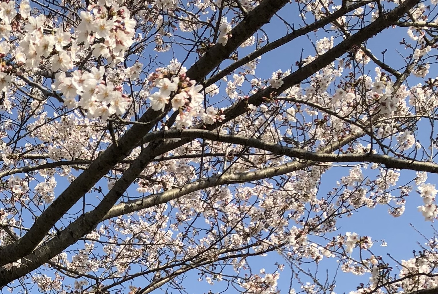 コロナ禍でも素敵な卒園に