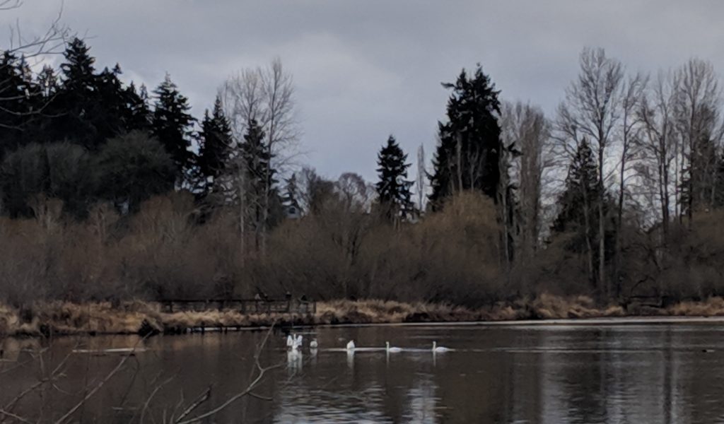 お散歩先の湖に白鳥