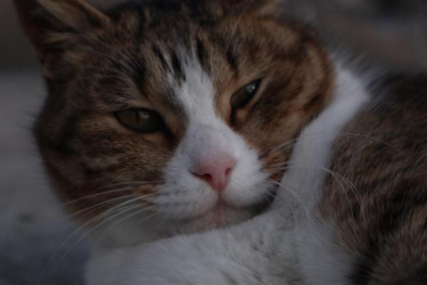 近所の漁港にいつく猫