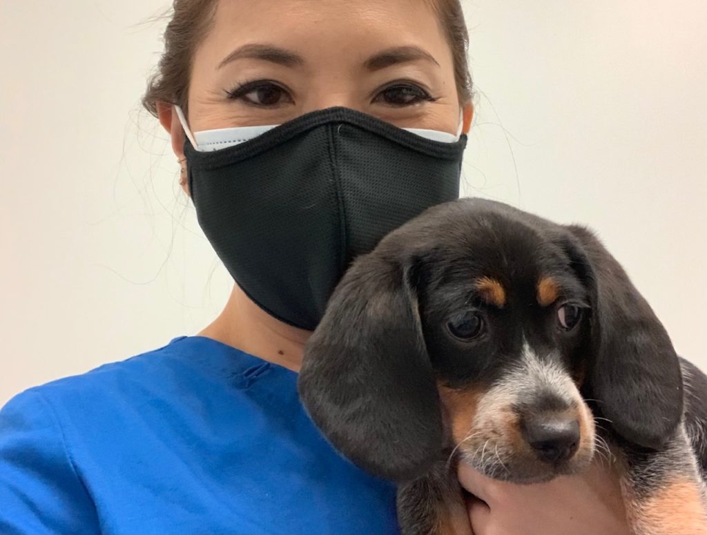 動物病院でのお仕事の様子