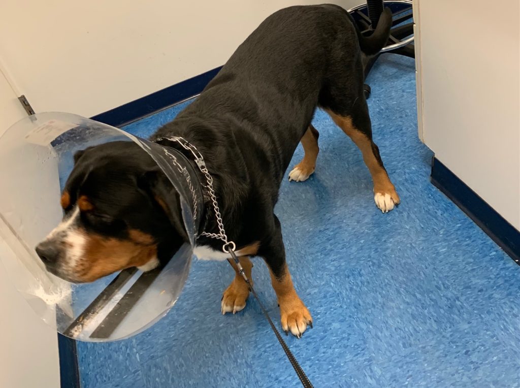 エリザベスカラーを付けた犬の患者さん