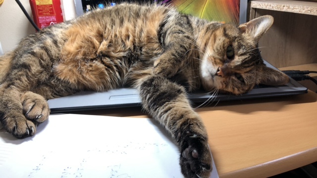 Mamasan&Company 体験レポートVol.1 初めてのチーム移動するHASHI