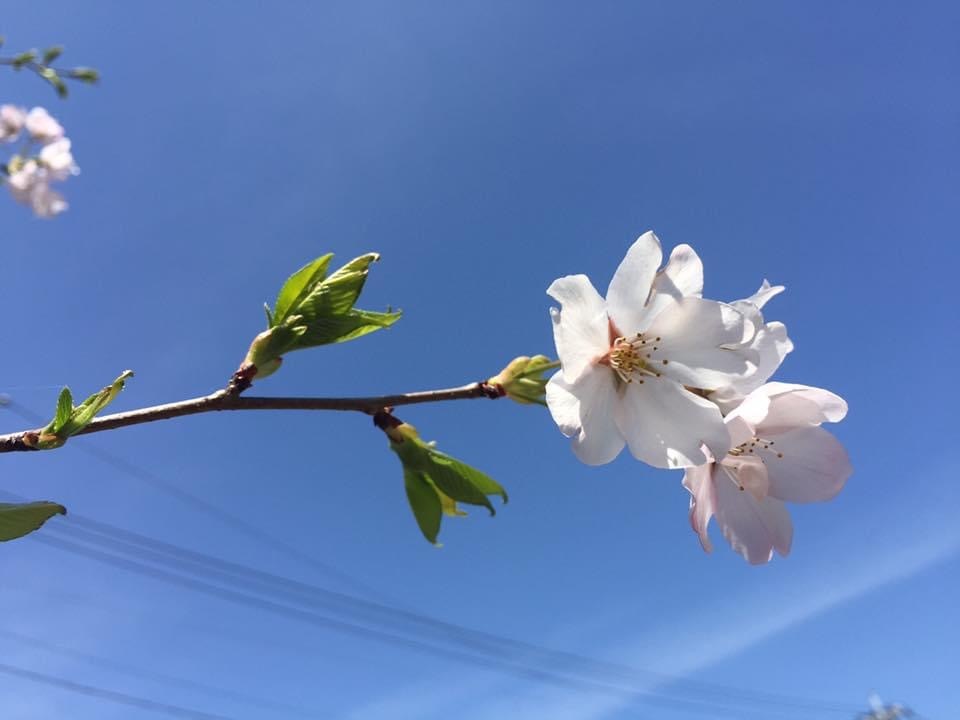 身近に感じる、春うらら♪
