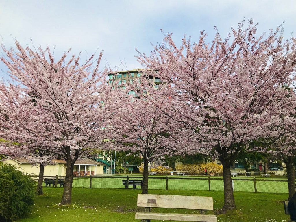 バンクーバーの桜