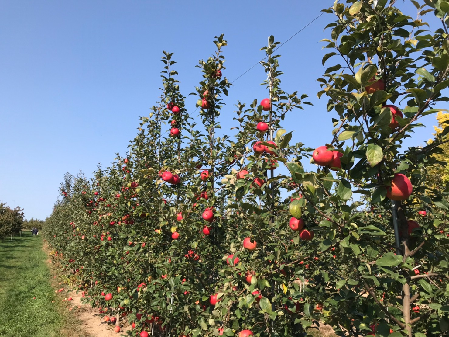アメリカミシガンはこんなところ！