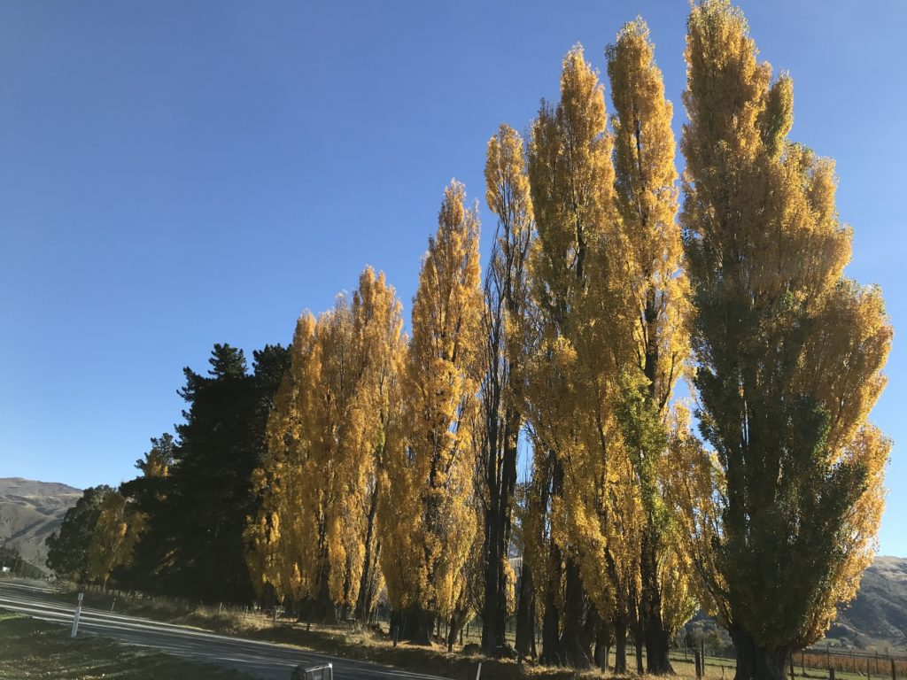 ニュージーランドの紅葉