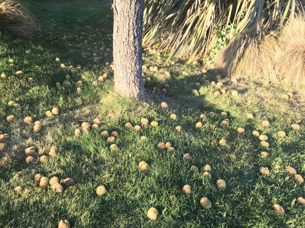 栗が落ちている様子