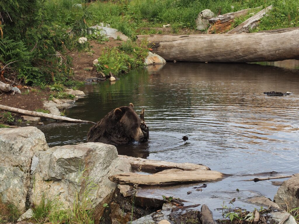 川にいるグリズリー