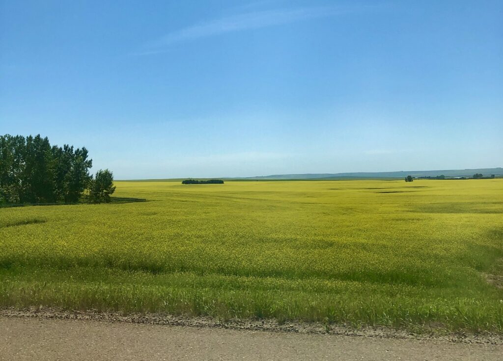 キャノーラオイルの産地