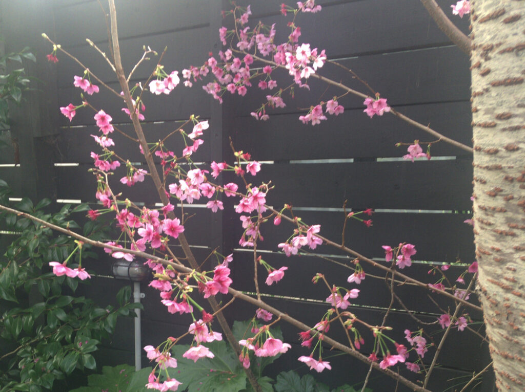 ニュージーランドのお花