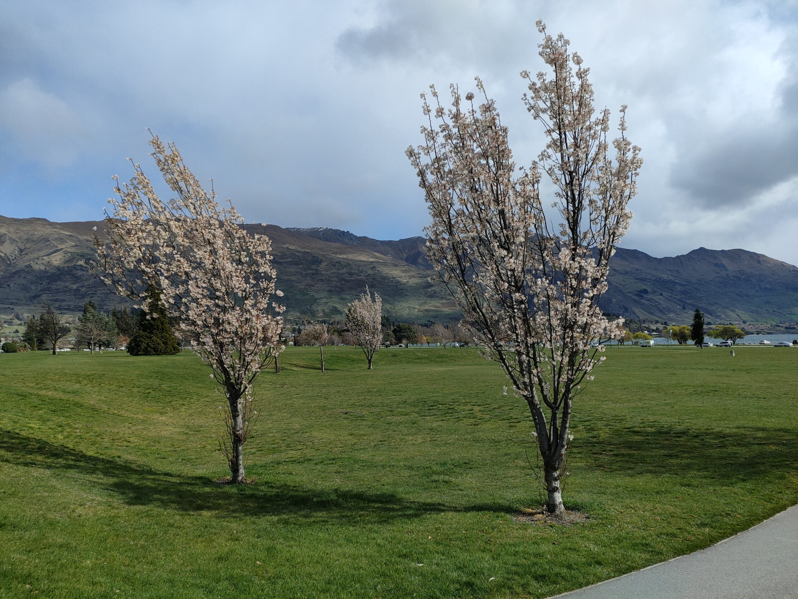 春のニュージーランド