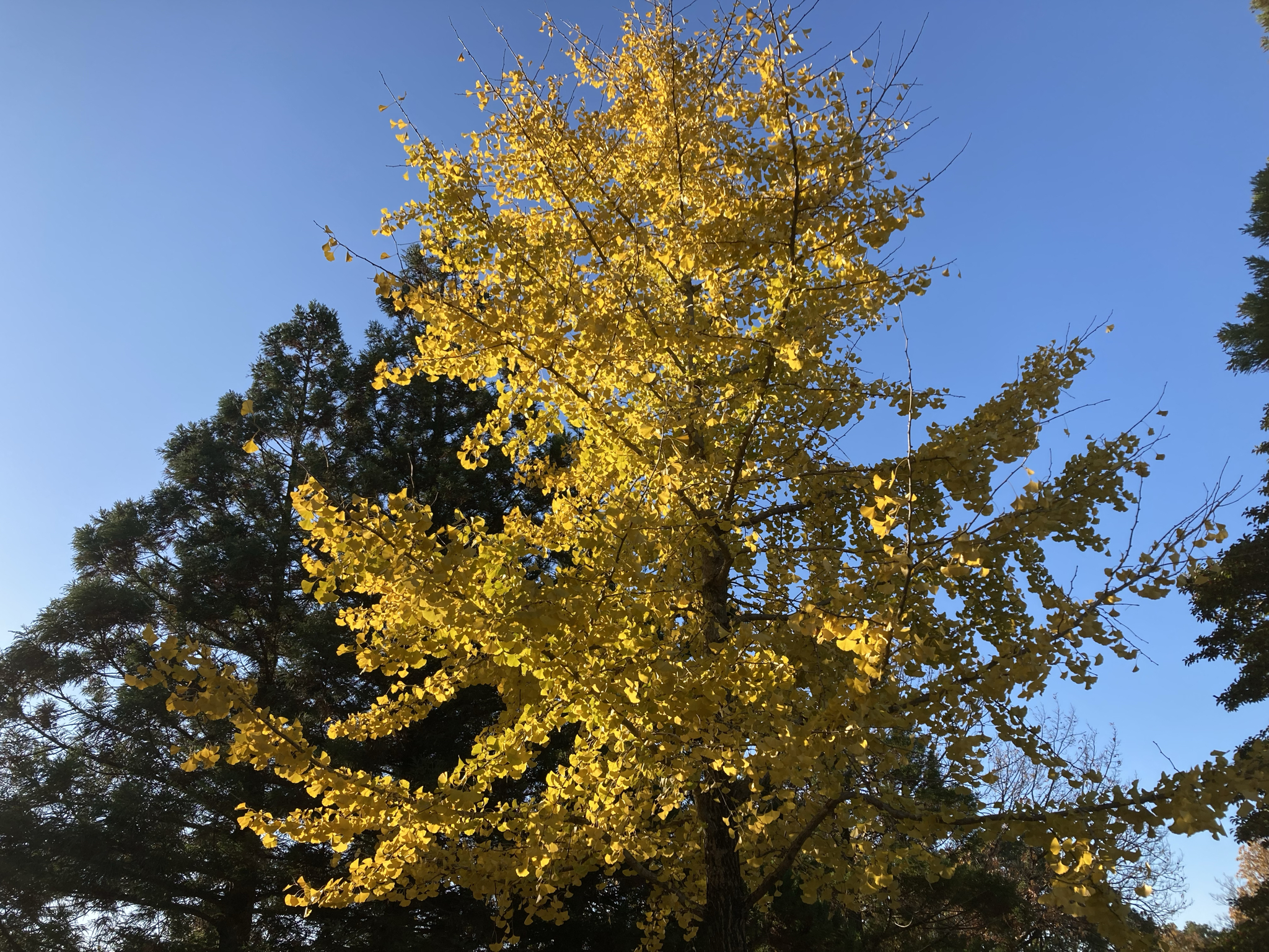 在宅ワークママ～私の時短術のご紹介～