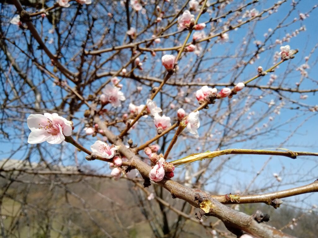 アーモンドの花