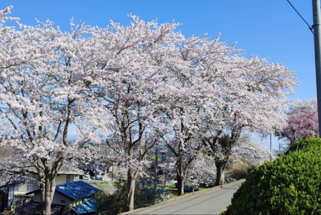 桜